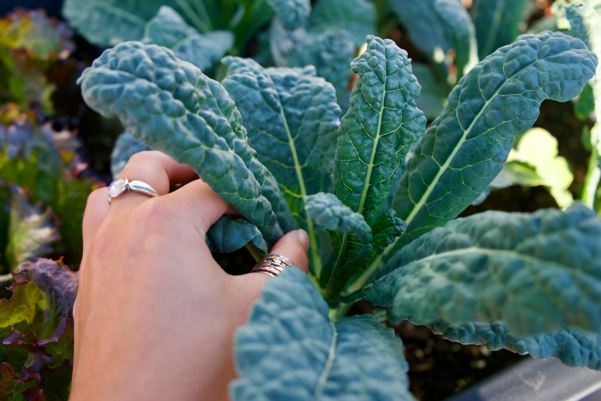 a hand picking out a bed of kale