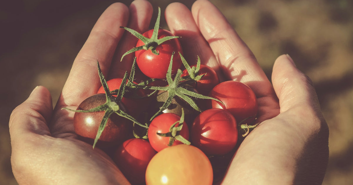 Roasted Tomato & Wild Rice – Organic Soup Kitchen