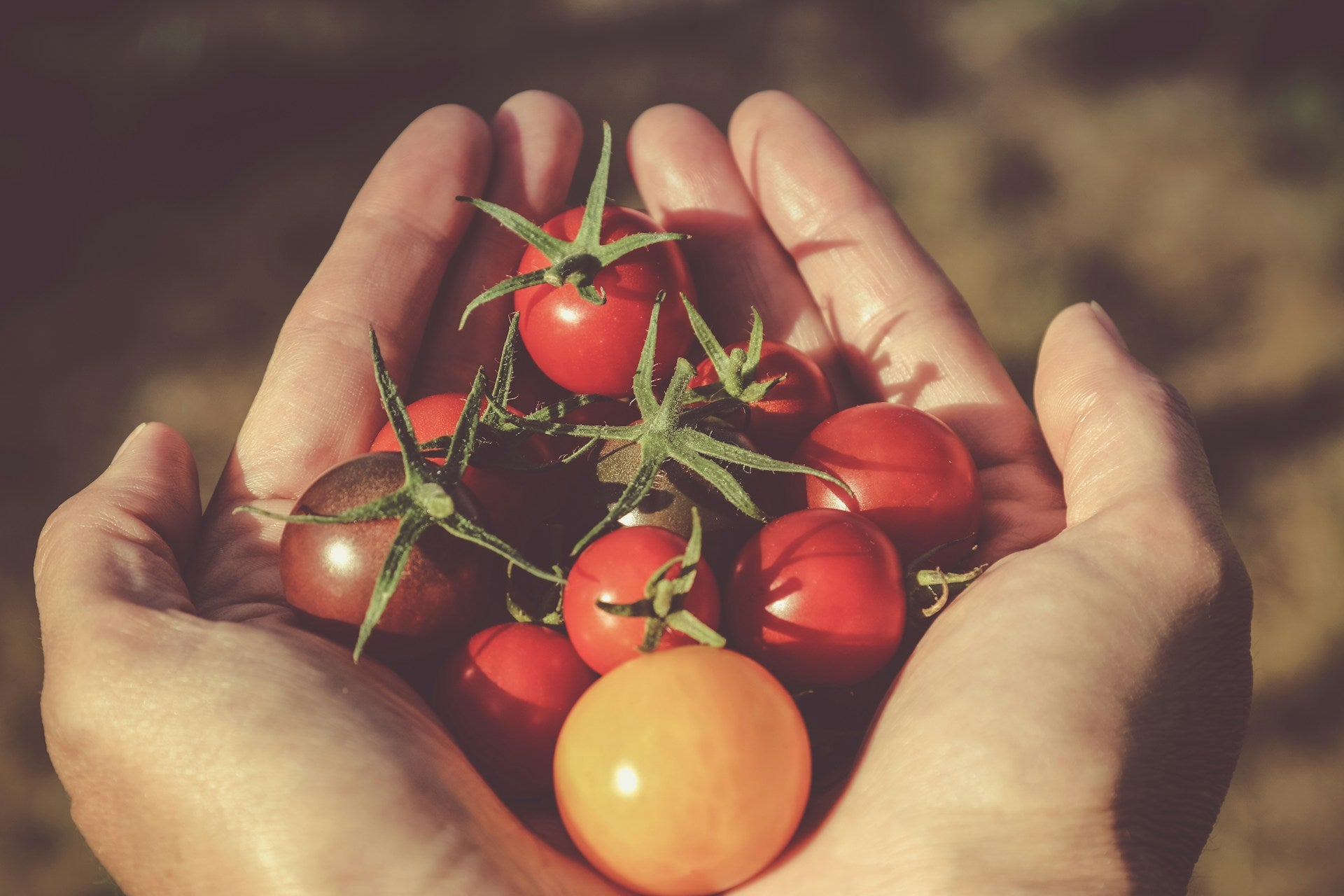 Hands holding a handful of tomatoes 