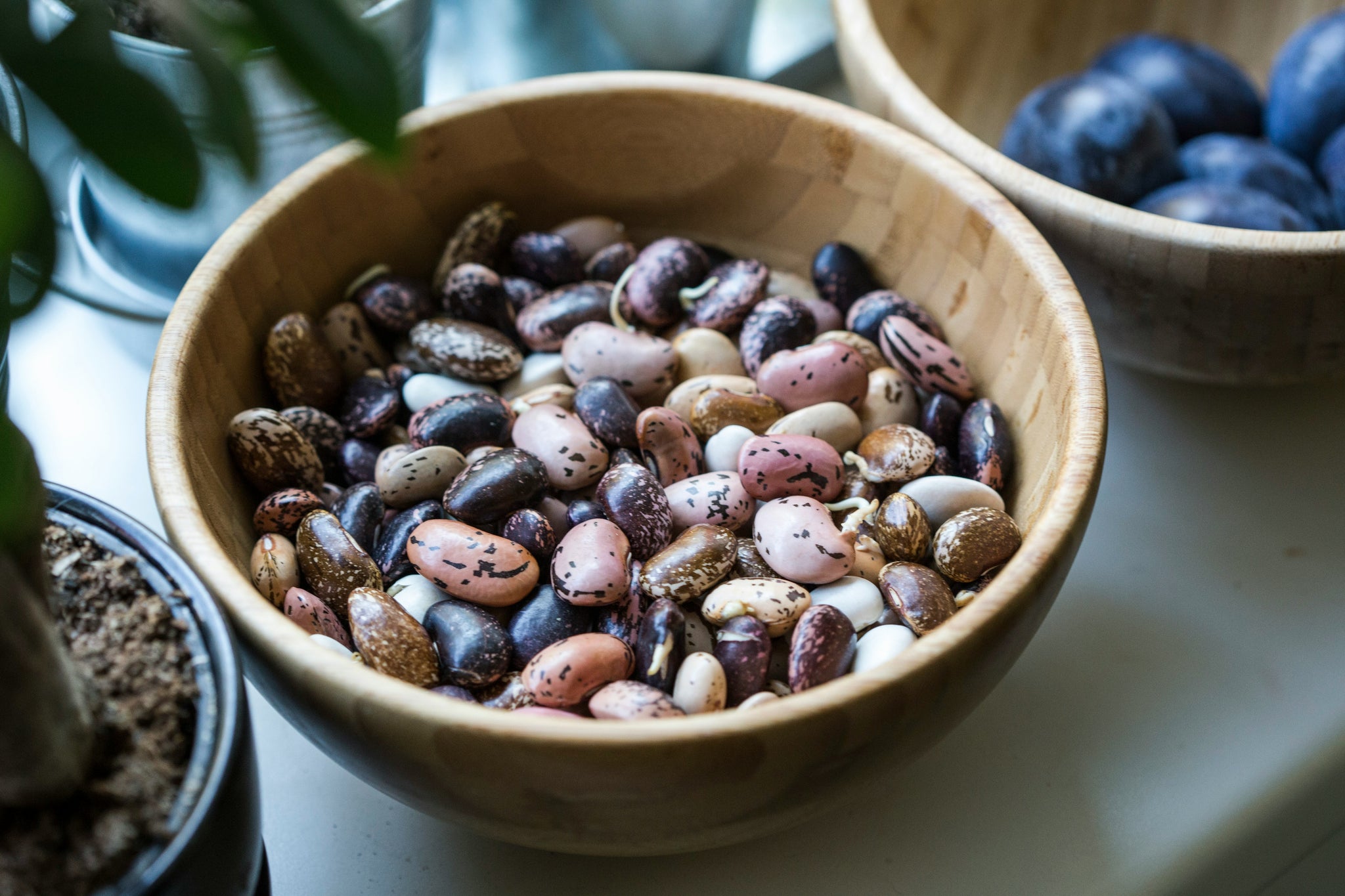 A variety of beans displayed in a bowl
